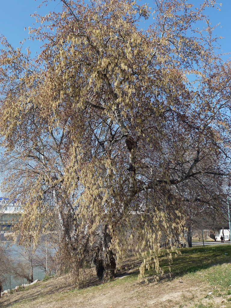 معرفی و راهنمای پرورش درختان زینتی - سپیدار